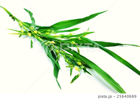 野草の背景素材・ハトムギとそっくりなジュズダマの若い実の付く枝アップ・白バック横位置 25640689