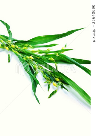 野草の背景素材・ハトムギとそっくりなジュズダマの若い実の付く枝アップ・白バック縦位置 25640690