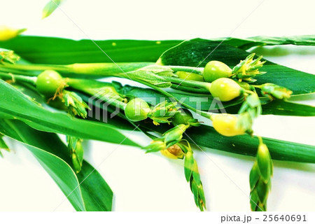 野草の背景素材・ハトムギにそっくりなジュズダマの若い実の付く枝アップ・白バック水平横位置 25640691