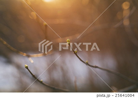 branch with buds in a early spring sunny day 25641004