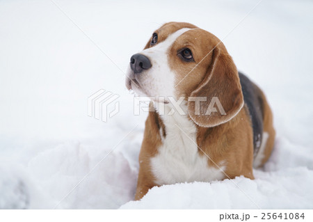 beagle dog outdoor portrait walking in snow beagle dog outdoor portrait walking in snow 25641084