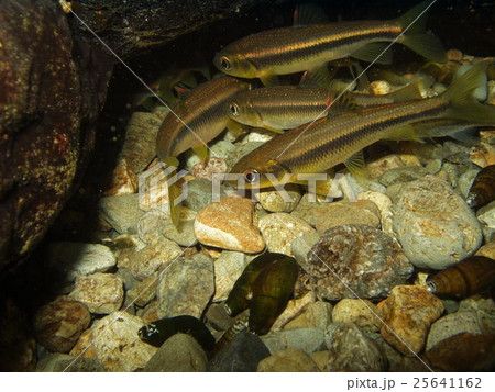 ムギツク ムギツク 25641162