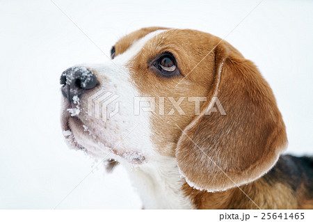 sad beagle dog outdoor portrait walking in snow sad beagle dog outdoor portrait walking in snow 25641465