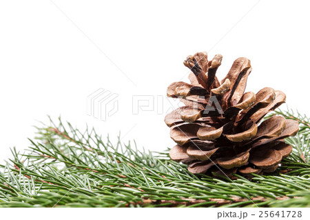 fir twig with pine cone border composition 25641728