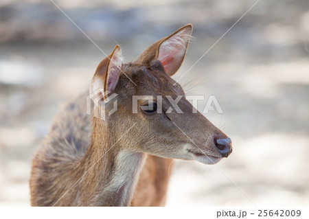 Closeup young deer. 25642009