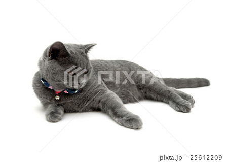 beautiful gray cat isolated on white background 25642209
