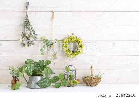 白い壁　植物　インテリア 25642210