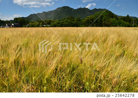 麦の穂 麦の穂 25642278