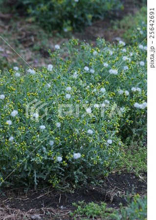 野襤褸菊 ノボロギク 花言葉は 遭遇 の写真素材