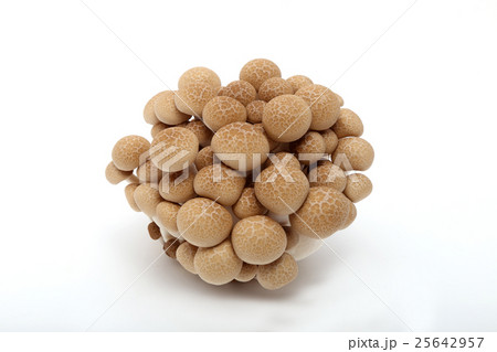 ブナシメジ 25642957