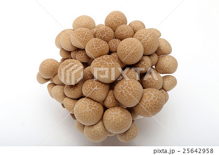 ブナシメジ 25642958