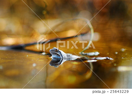 Common green frog in water Common green frog in water 25643229