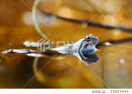 Common green frog in water 25643443