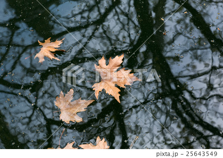 Autumn puddle Autumn puddle 25643549