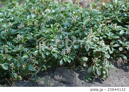 富貴草 フッキソウ 花言葉は 良き門出 の写真素材