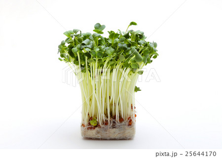 かいわれ大根 かいわれ大根 25644170
