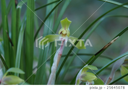 春蘭　シュンラン　花言葉は「清純」 25645078