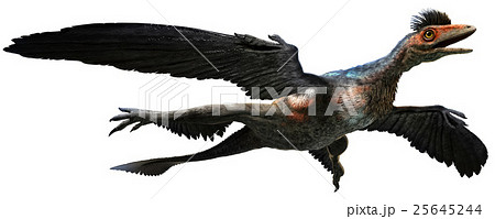 Microraptor 25645244