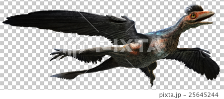 Microraptor 25645244