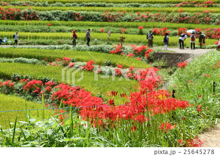 明日香村稲渕のマンジュシャゲ 明日香村稲渕のマンジュシャゲ 25645278