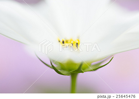 コスモスのクローズアップ 25645476