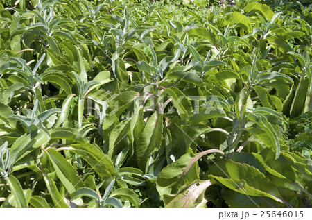 キダチベンケイ 25646015