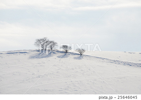 北海道の雪景色 25646045