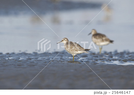 コオバシギ 25646147