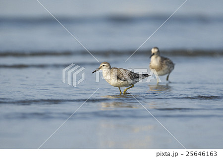 コオバシギ 25646163