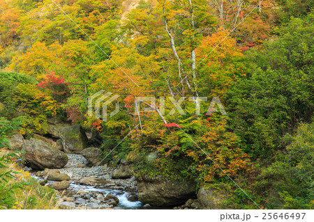 奥裾花渓谷の紅葉 25646497