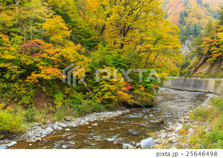 奥裾花渓谷の紅葉 25646498