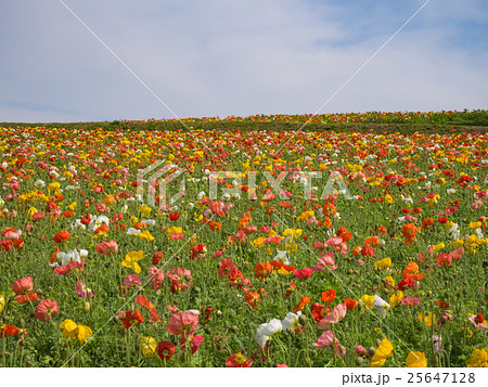 あわじ花さじき　ポピー 25647128