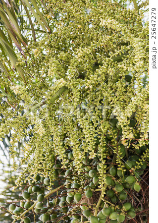 Betel Nut Or Are-ca Nut Palm On Tree Betel Nut Or Are-ca Nut Palm On Tree 25647279