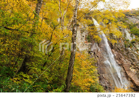 紅葉の米子大瀑布の森 25647392