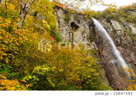 紅葉の米子大瀑布の森 25647393
