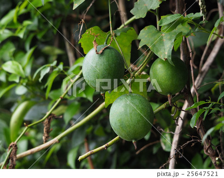 キカラスウリ 25647521