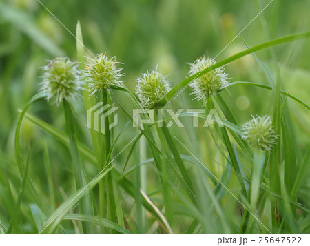 ヒメクグ 25647522