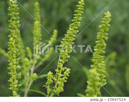 ブタクサ ブタクサ 25647524