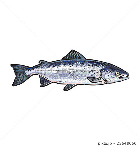 Hand drawn norvegian salmon, sketch style vector Hand drawn norvegian salmon, sketch style vector 25648060