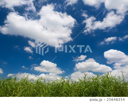 葦原と夏空 25648354