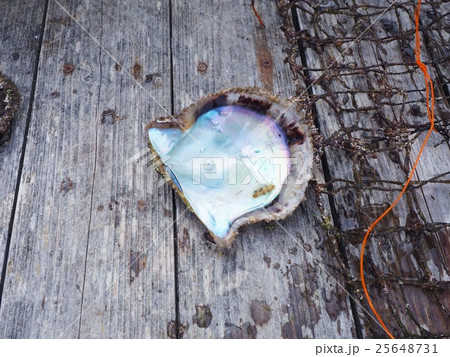 真珠とアコヤガイ 真珠とアコヤガイ 25648731