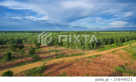 Reforestation of eucalyptus for production 25649021