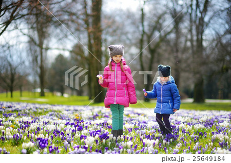 Two little sisters picking crocus flowers on beautiful blooming crocus meadow 25649184