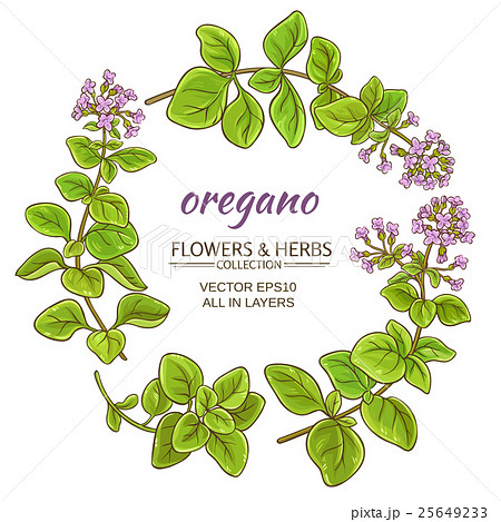 oregano vector set 25649233
