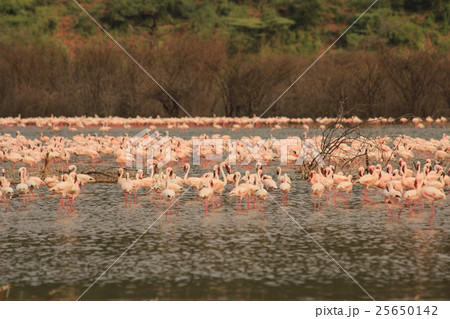 ケニアボゴリア湖のフラミンゴ大群 in Lake Bogoria, Kenya ケニアボゴリア湖のフラミンゴ大群 in Lake Bogoria, Kenya 25650142