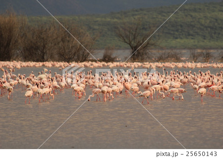 ケニアボゴリア湖のフラミンゴ大群 in Lake Bogoria, Kenya 25650143