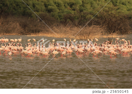 ケニアボゴリア湖のフラミンゴ大群 in Lake Bogoria, Kenya ケニアボゴリア湖のフラミンゴ大群 in Lake Bogoria, Kenya 25650145