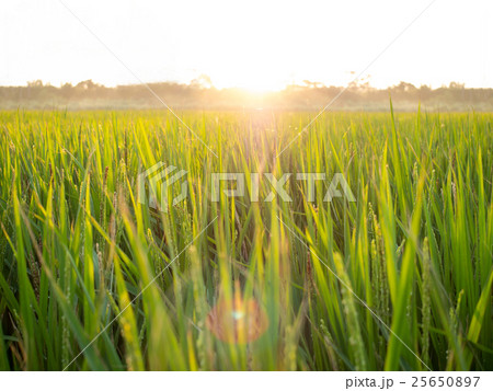 たんぼ 田んぼ 田圃 25650897