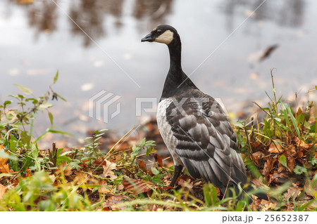 Canada goose 25652387