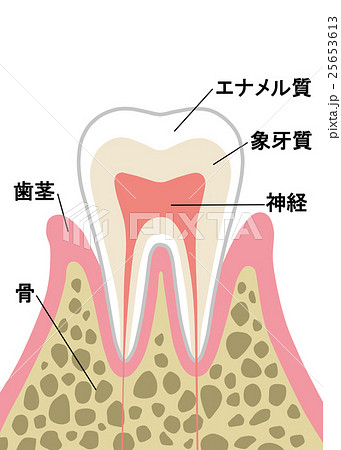 歯 断面図のイラスト素材